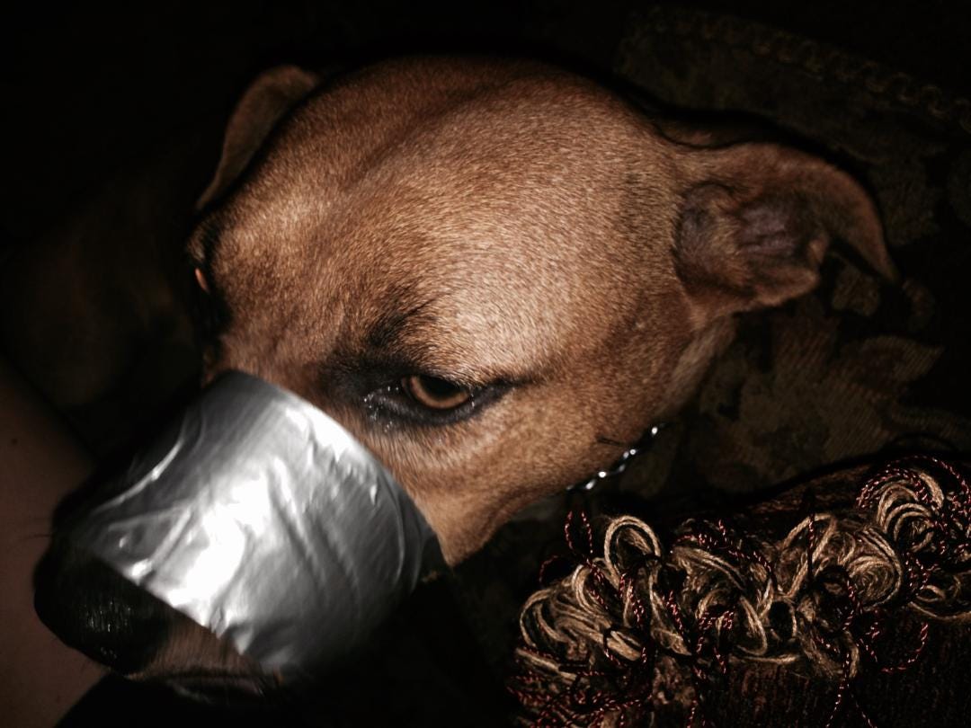 duct tape muzzle